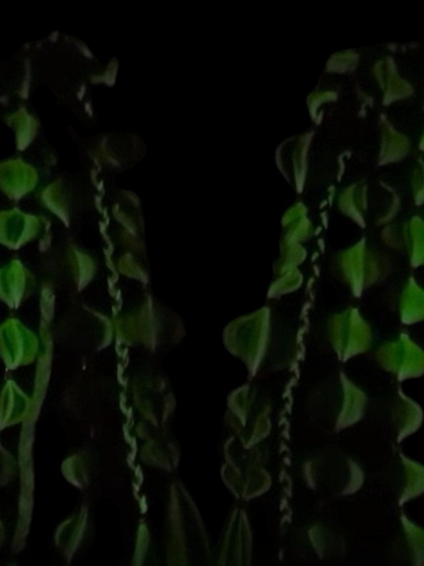 Green Nymph (GLOW) - Ponytail Festival Rave Braids