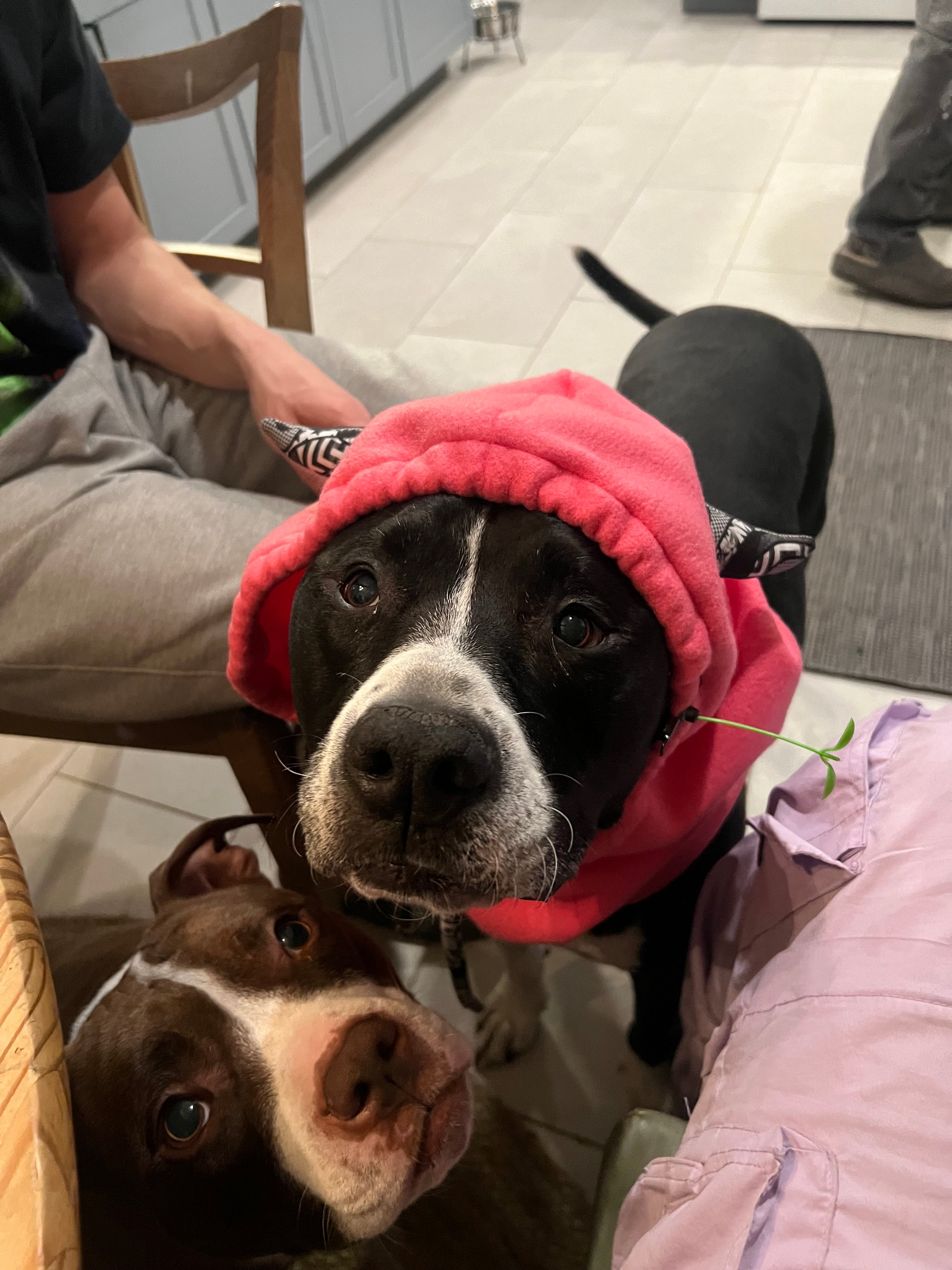 monster hood