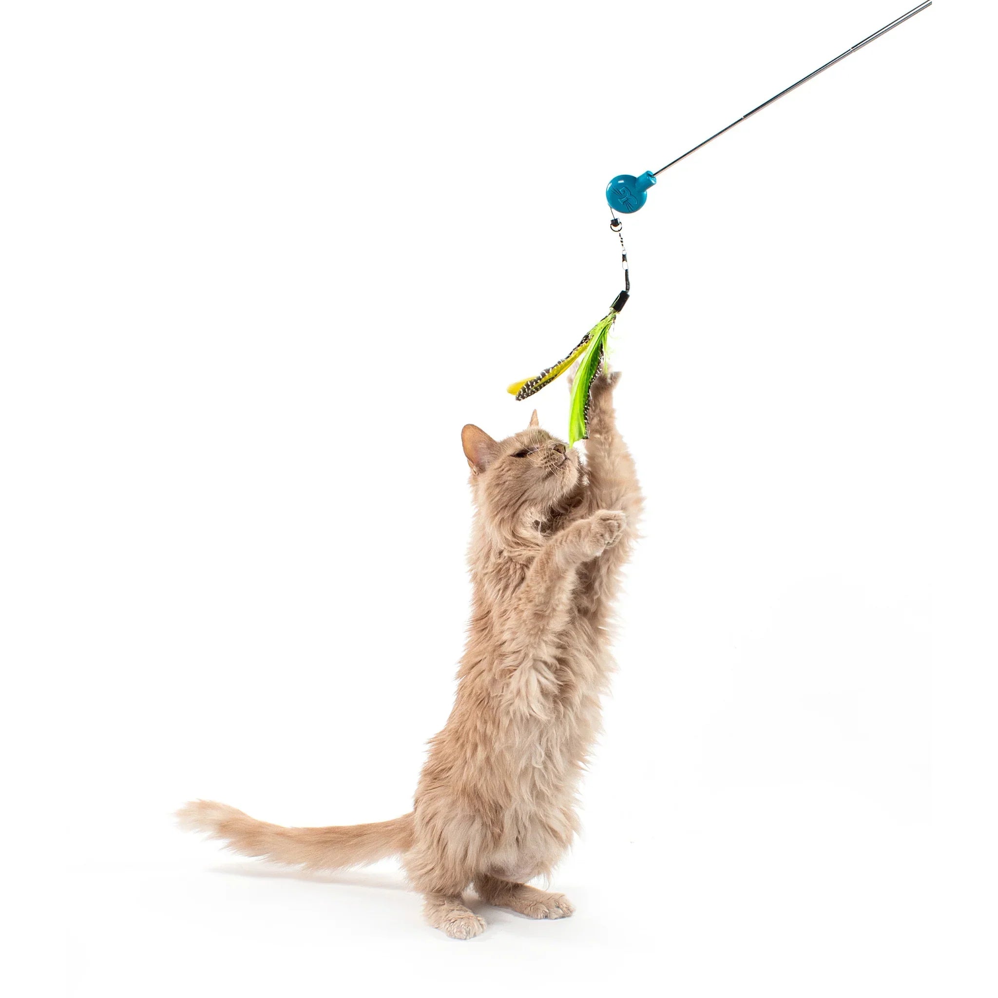 Cat Teaser